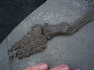 Ichthyosaurus Jungtier Torso