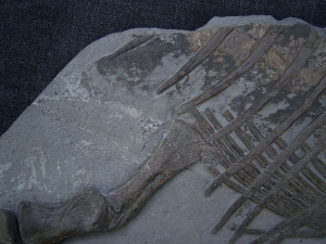 Ichthyosaurus Jungtier Torso