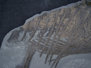 Ichthyosaurus Jungtier Torso