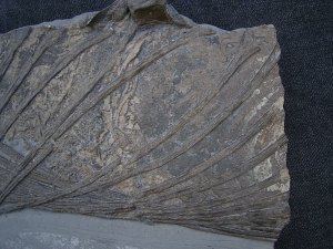 Ichthyosaurus Jungtier Torso