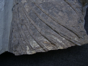 Ichthyosaurus Jungtier Torso