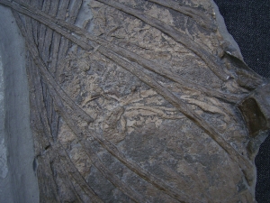 Ichthyosaurus Jungtier Torso