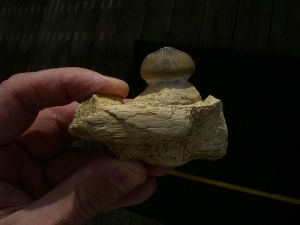 Globidens Kieferstück mit Zahn