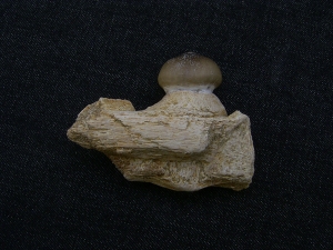 Globidens Kieferstück mit Zahn