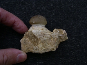 Globidens Kieferstück mit Zahn