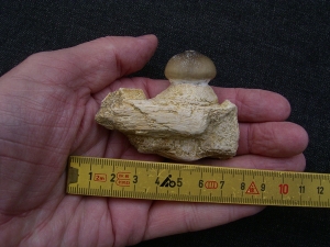 Globidens Kieferstück mit Zahn