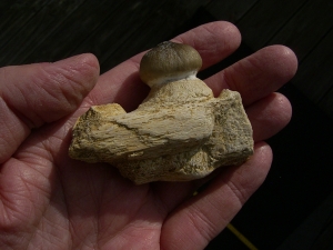 Globidens Kieferstück mit Zahn