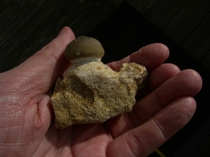 Globidens Kieferstück mit Zahn