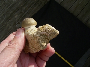 Globidens Kieferstück mit Zahn