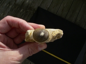 Globidens Kieferstück mit Zahn