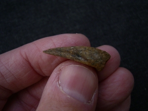 Dinosaurier-Kralle, Raptor