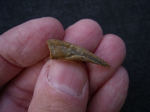 Dinosaurier-Kralle, Raptor