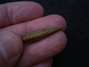 Dinosaurier-Kralle, Raptor