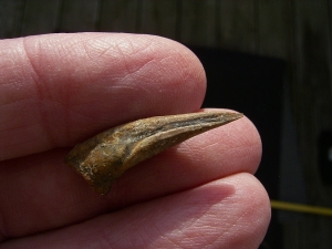 Dinosaurier-Kralle, Raptor