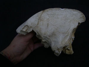 Cave Hyena skull