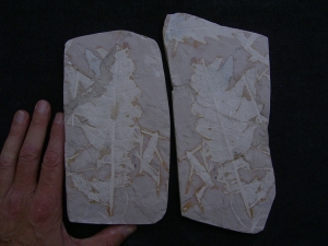 Pflanzenplatte Positiv- und Negativseite