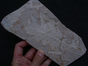 Pflanzenplatte Positiv- und Negativseite