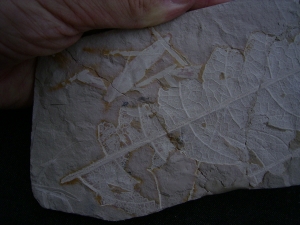 Pflanzenplatte Positiv- und Negativseite