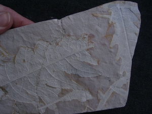 Pflanzenplatte Positiv- und Negativseite