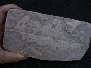 Pflanzenplatte Positiv- und Negativseite