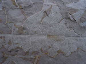 Pflanzenplatte Positiv- und Negativseite