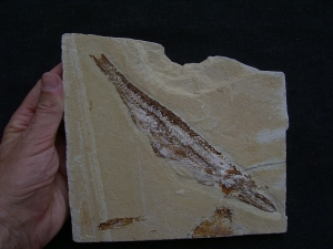 Fisch frisst Fisch, Prionolepis