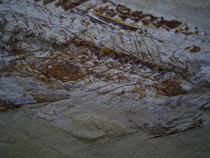 Fisch frisst Fisch, Prionolepis