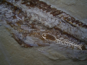 Fisch frisst Fisch, Prionolepis