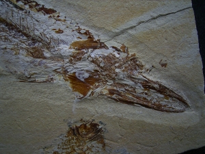 Fisch frisst Fisch, Prionolepis