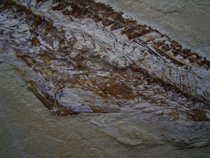 Fisch frisst Fisch, Prionolepis