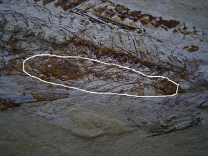 Fisch frisst Fisch, Prionolepis