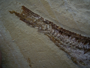 Fisch frisst Fisch, Prionolepis