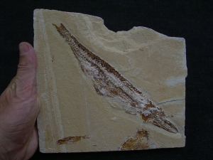 Fisch frisst Fisch, Prionolepis