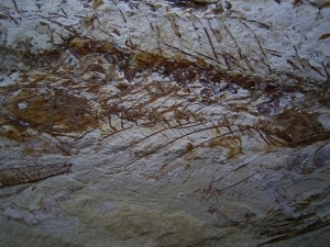 Fisch frisst Fisch, Prionolepis