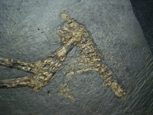 Vogelfossil, Grube Messel