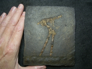 Vogelfossil, Grube Messel