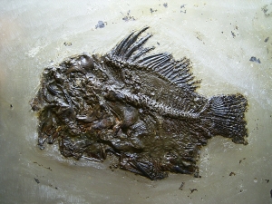 Amphiperca aus der Grube Messel