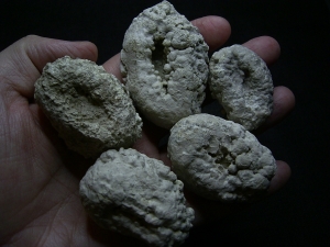 Stromatholithen, Schwalbennester