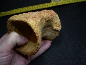 Spinosaur vertebra