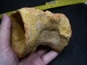 Spinosaur vertebra
