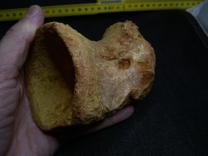 Spinosaur vertebra