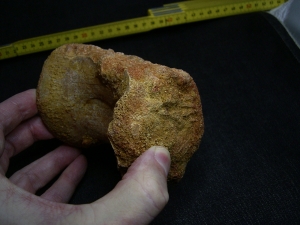 Spinosaur vertebra