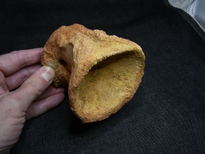 Spinosaur vertebra