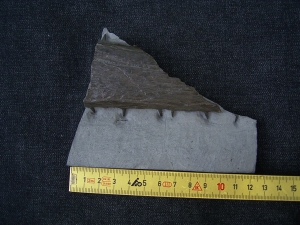 Krokodil Kiefer aus Holzmaden