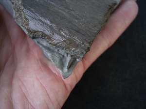 Krokodil Kiefer aus Holzmaden