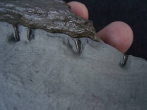 Krokodil Kiefer aus Holzmaden