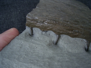 Krokodil Kiefer aus Holzmaden