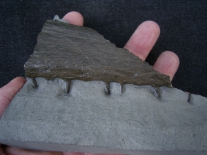 Krokodil Kiefer aus Holzmaden