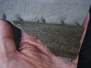 Krokodil Kiefer aus Holzmaden