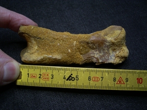 Spinosaurus Fingerknochen